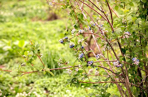 堆肥化製品で育てたブルーベリー